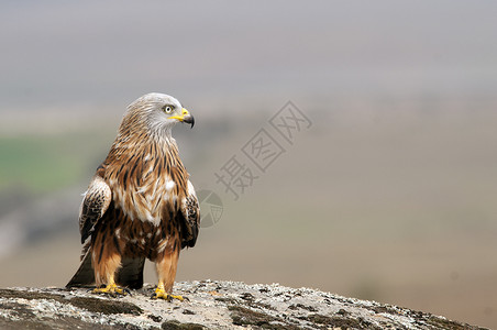 红风筝 Milvus 站在一块岩石上鹰派捕食者荒野飞行猎物黑头虫观鸟石头鸟类生活背景