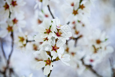 春花本底投标季节宏观压痛标题植物群花瓣柔软度果园园艺背景图片