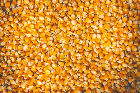 许多玉米种子的质地在阳光下晒干 适合b高清图片