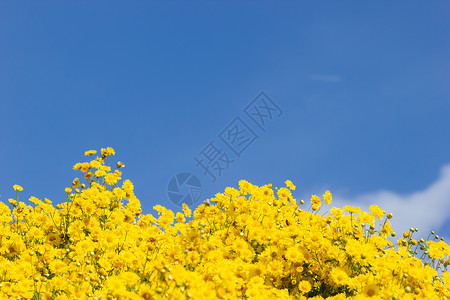 白云中黄色的菊花田 蓝天后空花园收成花粉阳光季节花束植物植物群产品天空背景图片