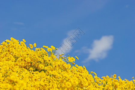 白云中黄色的菊花田 蓝天后空农场阳光场地树叶季节产品花瓣花粉草本植物热带背景图片