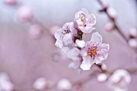 春花 粉红桃花压痛季节柔软度宏观投标园艺果园植物群花园花瓣背景图片