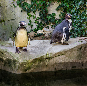 秘鲁企鹅两只金发企鹅 一起站在水面的岩石上 太平洋海岸的脆弱水鸟们聚集在一起背景