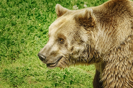 昼夜温差大熊的肖像动物群荒野形目真熊昼夜独居散步皮毛棕色哺乳动物背景
