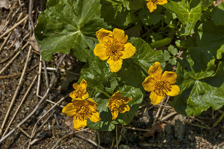 太阳光黄金金或春庆的花朵背景图片