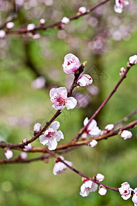 粉红桃花柔软度园艺投标季节花瓣花园压痛大分子植物群草地背景图片