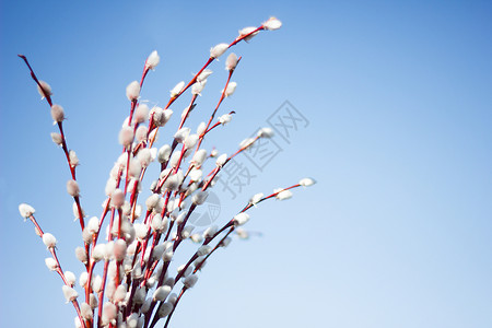 柳树枝条一束花朵的花朵 对抗蓝天 柳树露背景