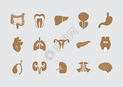 肝脾肾人体器官的平面图标 医疗元件插画