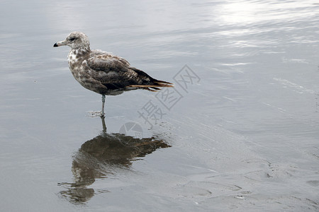 美丽的海鸥站在海边或海洋的海岸上海浪自由羽毛航班野生动物生物海滩成人旅行动物背景图片