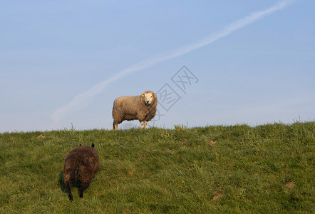 多德雷赫特Dordrecht附近的水堤上羊群背景