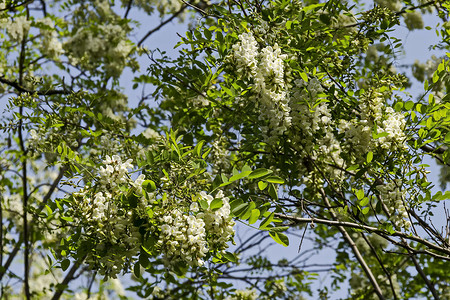 金合欢树枝和公园中普通蝗虫花的鲜花盛开绿色白色花园花粉风景季节性叶子传单季节枝条背景