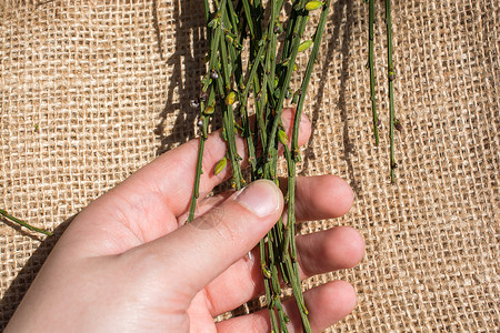 笔记本页上的树叶植物群棕色花园植物环境笔记本绿色画布叶子植物学背景图片