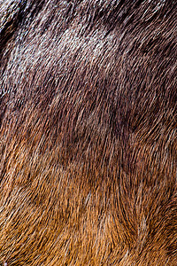作为背景的装饰动物毛皮材料外套黑色皮肤头发棕色荒野背景图片