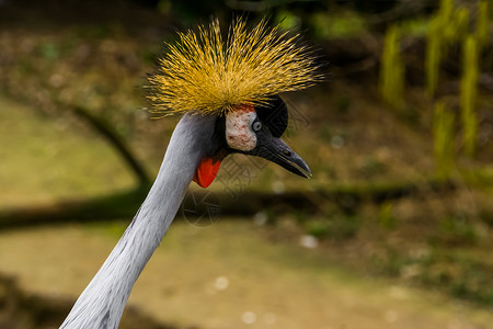 长脖子鸟灰色高冠起重机与脸部连结 有趣的热带鸟类 来自非洲的濒危动物物种背景