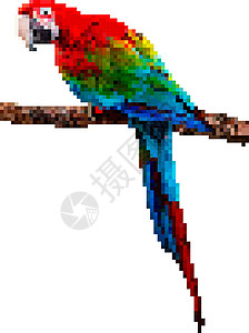 孤立的鹦鹉鸟类像素艺术 鹦鹉像素插图 孤立在白色背景上设计图片