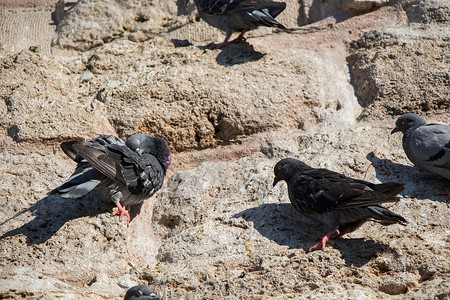 鸽子们坐在岩石上石头翅膀野生动物飞行照片城市羽毛动物荒野灰色背景图片