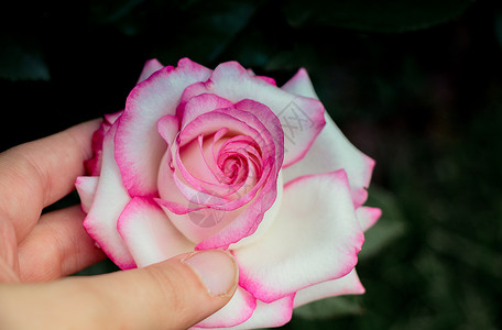 手握着美丽多彩的玫瑰花朵玫瑰叶子白色绿色植物花园礼物花瓣背景图片