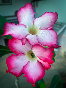 深色背景的粉红色彩虹花朵花园沙漠红色黑色花瓣植物绿色热带叶子粉色背景图片
