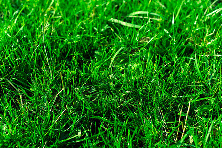 非常绿和新鲜的草 清新自然的象征 亮度和色调颜色 特写视图蓝色季节天空草地场地生长环境绿化太阳叶子背景图片