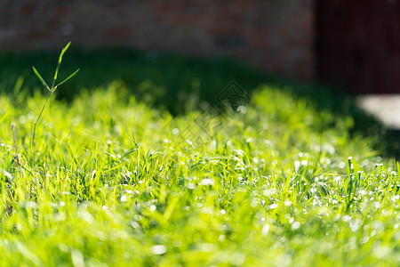 非常绿和新鲜的草 清新自然的象征 亮度和色调颜色 特写视图生长植物群植物园林土地花园后院季节蓝色太阳背景图片