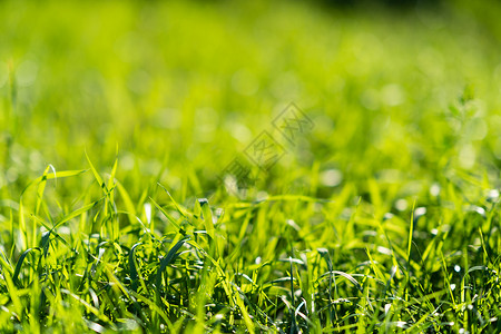 非常绿和新鲜的草 清新自然的象征 亮度和色调颜色 特写视图草地天空土地太阳植物群花园叶子植物阳光蓝色背景图片