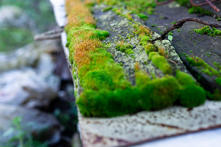 色相木长凳表面上的绿色苔藓 潮湿的木头和柔软的苔藓 模糊的背景 柔焦森林玻璃石头容器环境墙纸树干生长花园藻类背景图片