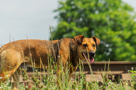 铁路旁的流浪狗在热天寻找食物金属蓝色枕木耳朵动物哺乳动物天空绿色背景