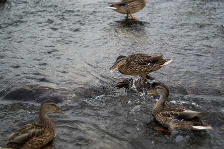 河上三只野鸭在为一块面包而战斗争动物鸟类荒野溪流背景图片