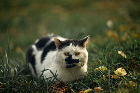 时间性无家可归的横眼双眼斑斑猫在青草上看着你眯眼眼睛流浪白色绿色黑色蓝色荒野动物宠物背景图片