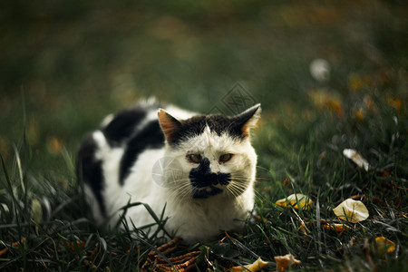 时间性无家可归的横眼双眼斑斑猫在青草上看着你毛皮蓝色绿色流浪白色哺乳动物荒野动物眯眼小猫背景图片