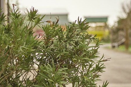 Oleander 用作装饰植物背景图片