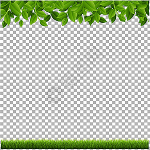 框架树叶草架生态高清图片