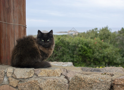 深棕色的猫深棕色猫坐在石墙上 海风环望爪子海景眼睛动物头发猫咪胡须小猫耳朵外套背景