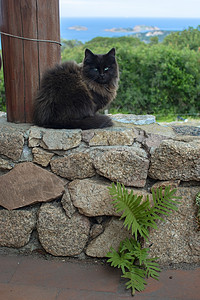 深棕色的猫深棕色猫坐在石墙上 海风环望哺乳动物外套胡须猫科小猫动物爪子宠物鼻子猫咪背景
