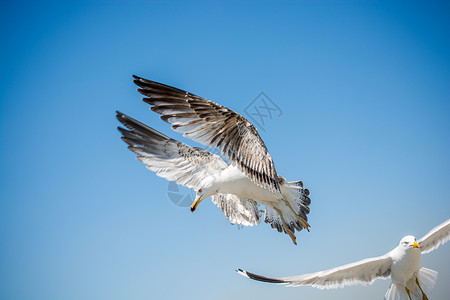 两只海鸥在天空中飞翔自由鸟类动物飞行照片航班蓝色羽毛野生动物荒野背景图片