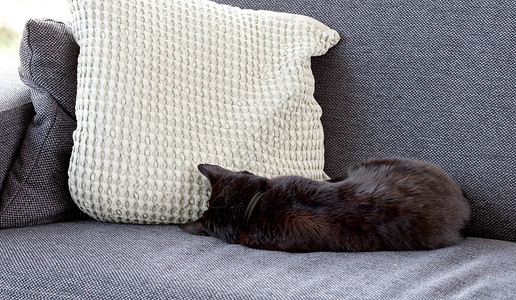 黑色沙发椅黑猫睡沙发房子动物睡眠长椅朋友黑色毛皮背景