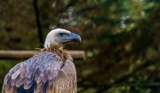特写了一只来自欧洲的普通拾荒鸟 秃鹰高清图片
