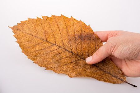 手握着白色背景的干枯秋叶叶子棕色树叶季节植物水彩黄色干叶背景图片