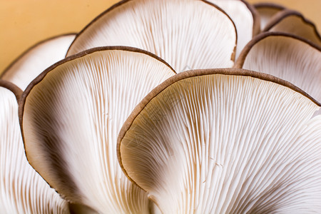 蘑菇中毒香菇于连高清图片