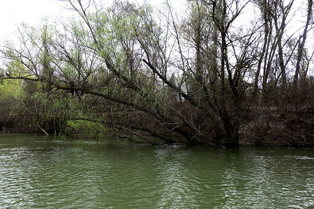 穿越多瑙河1河岸森林的泉水高清图片