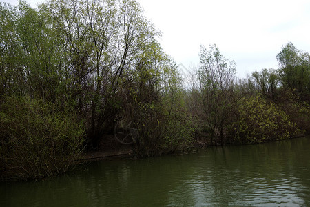 2019年春季多瑙河草地 3背景图片
