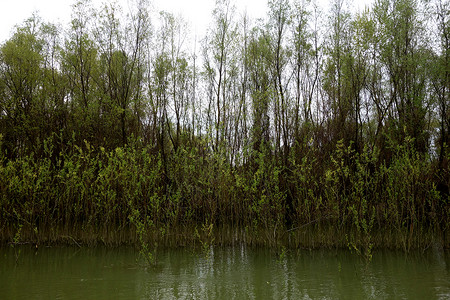 通过多瑙河2号河岸森林的泉水背景图片
