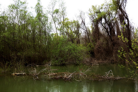 多瑙河岛屿上的野生春季植被 2背景图片