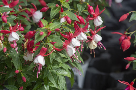 Fuchsia 红白鲜花环境花园紫色生长植物群花朵园艺花瓣美丽宏观背景图片