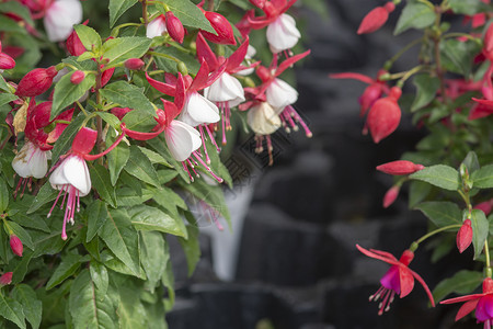 Fuchsia 红白鲜花美丽季节叶子紫红色园艺花瓣花园花朵植物环境背景图片