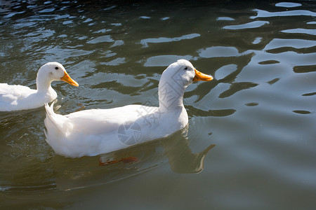 池塘中的白鸭白色鸭子翅膀农业游泳飞行羽毛野生动物农场荒野背景图片