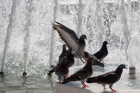 喷泉边的城市鸽子照片灰色岩石飞溅翅膀鸟类自由荒野动物野生动物背景图片