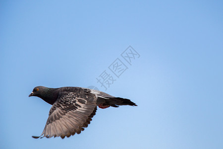 单翅膀素材单鸽子空中飞翔自由飞行白色岩石城市灰色鸟类照片野生动物羽毛背景