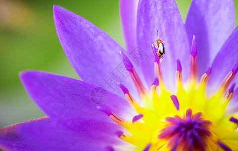 荷花小鸟图在纳图湖中的黄色和粉红或紫色莲花上的昆虫背景