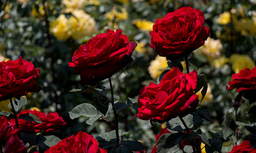 花园里花朵多彩的玫瑰花瓣红色墙纸植物植物群背景图片